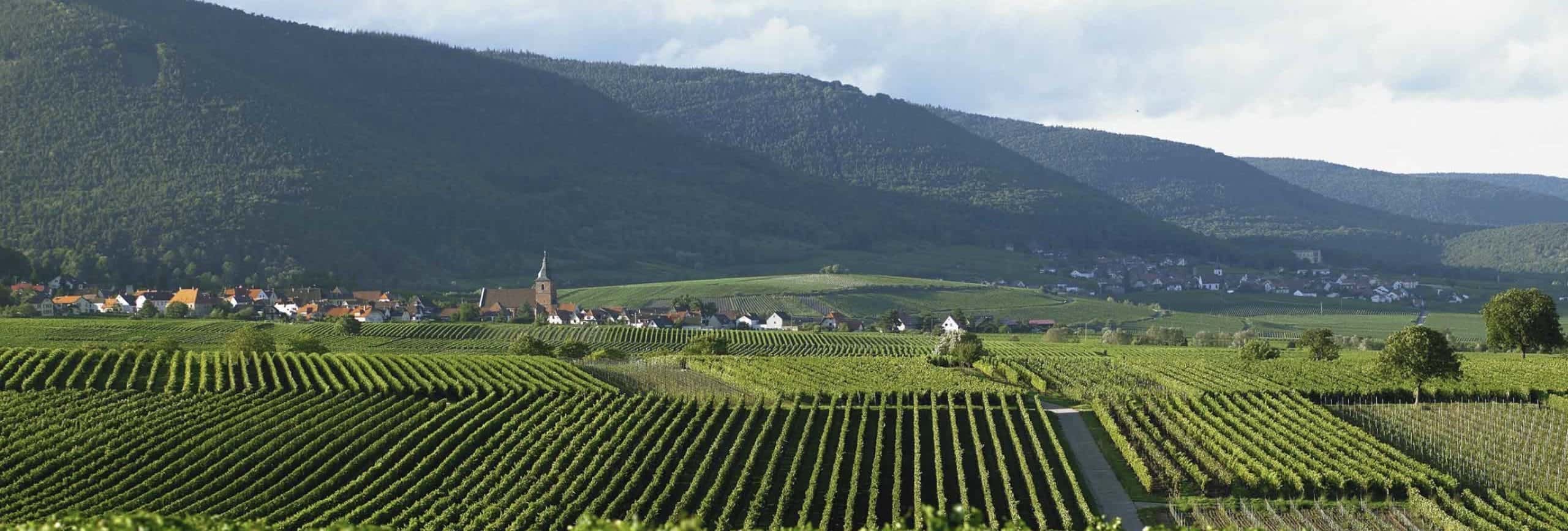 Weingut Markus Pfaffmann