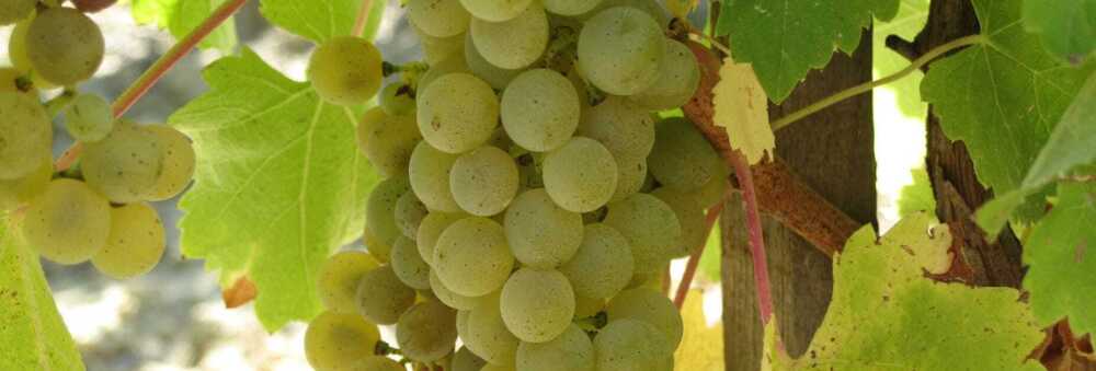 Wein & Spirituosen - Rebsorte Picpoul