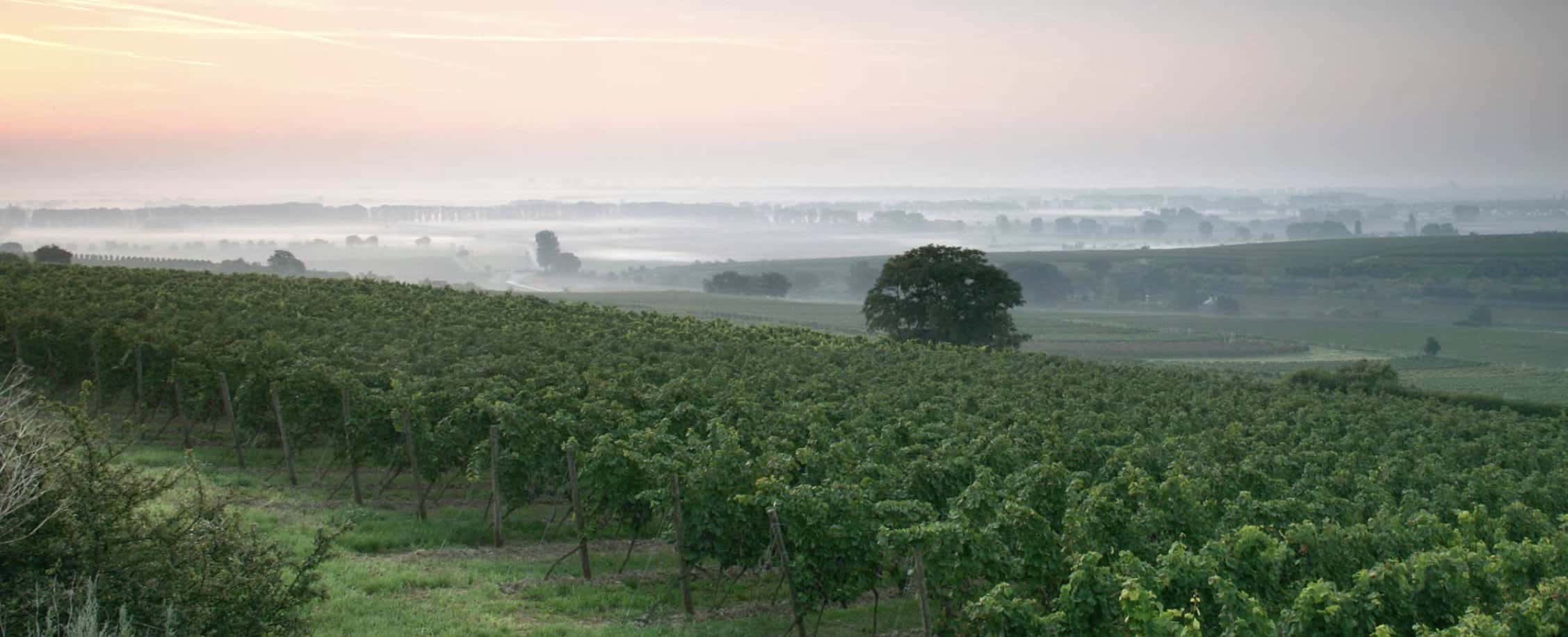Weingut Dreissigacker