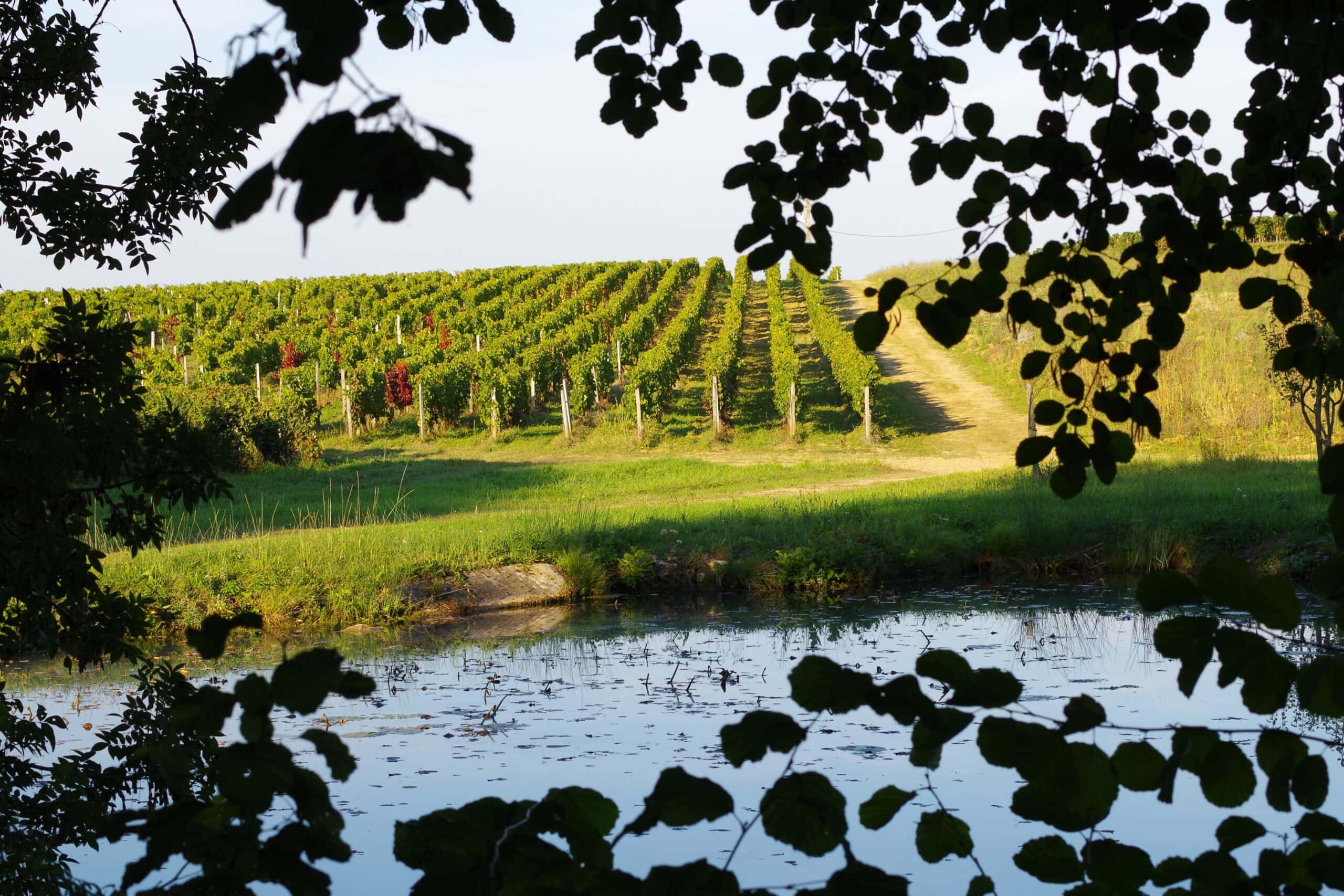 Weingut Château Brun