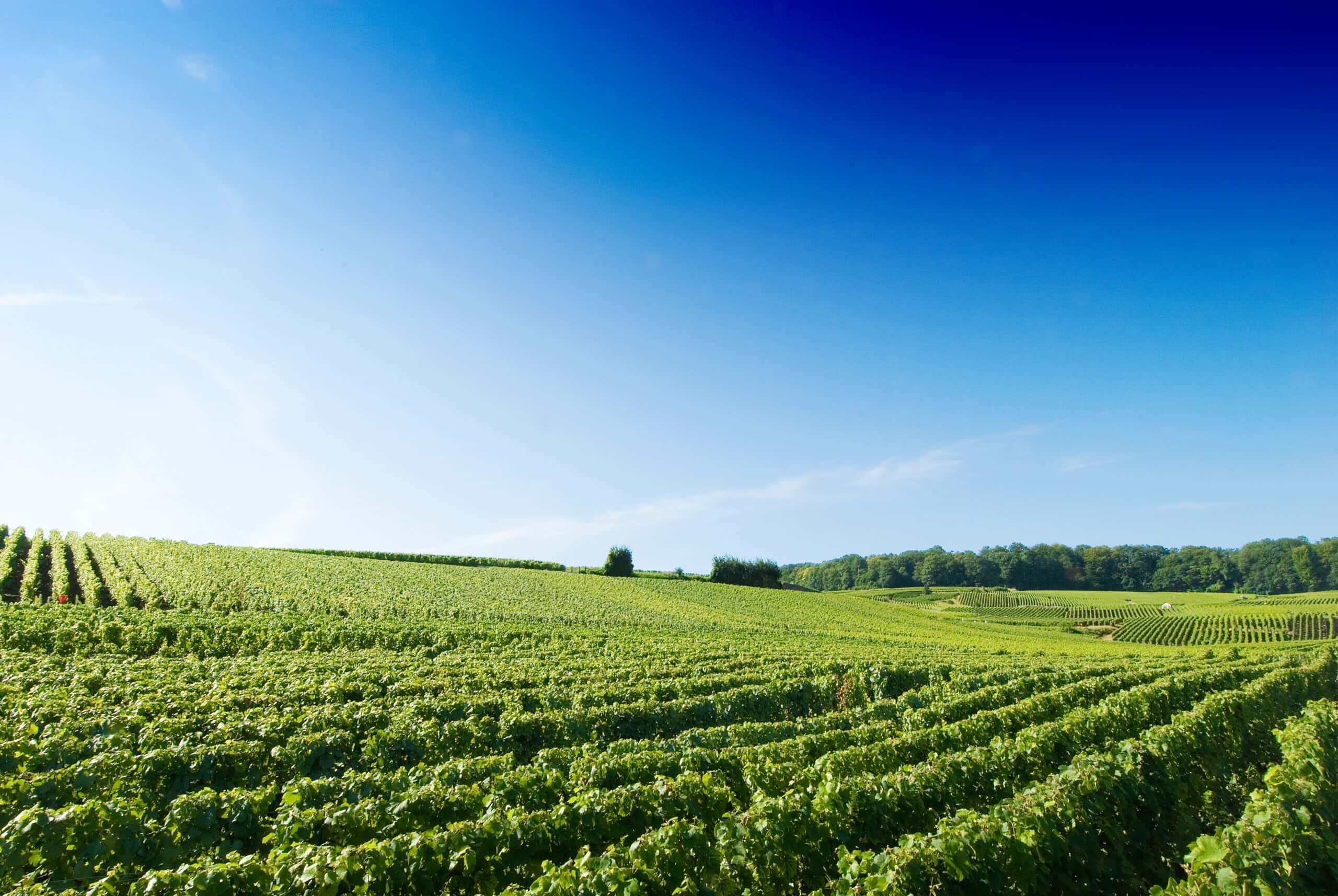 Weingut De Ladoucette