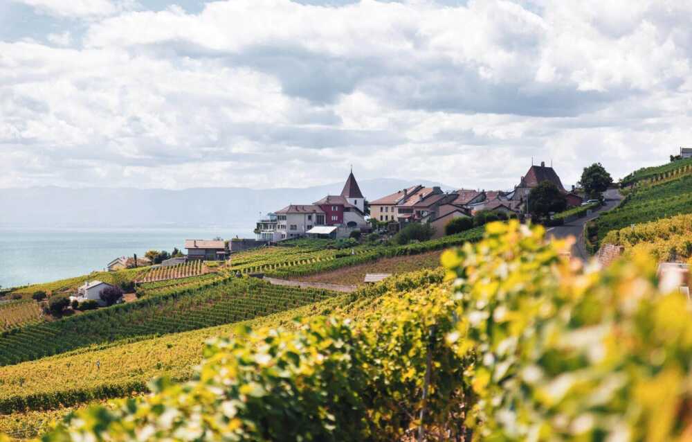 Weingut Maison Gassier