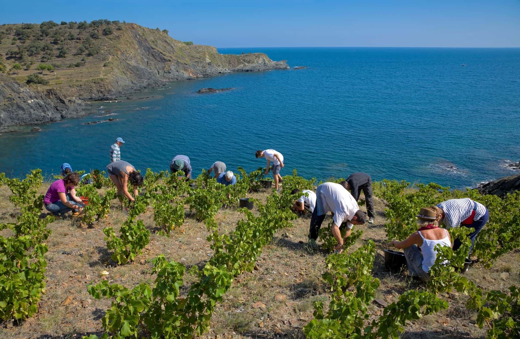 Weingut Abbé Rous