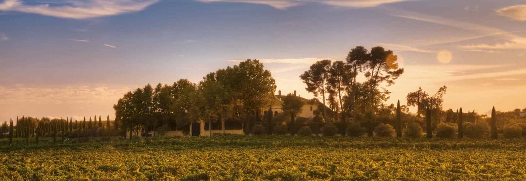 Weingut Miguel Torres